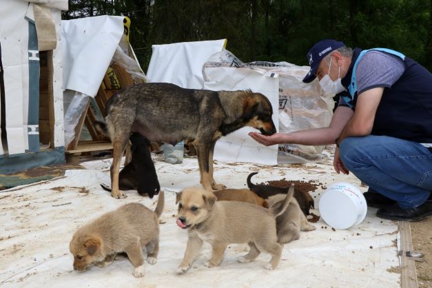 2022’de 4 bin 700 sokak hayvanı sıcak yuvaya kavuştu