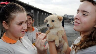 2022’de 4 bin 700 sokak hayvanı sıcak yuvaya kavuştu