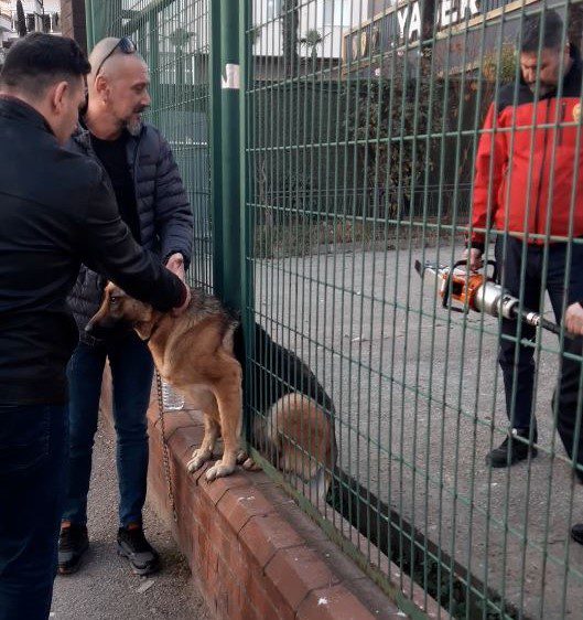 Demir çitlere sıkışan köpeği itfaiye kurtardı