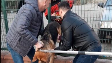Demir çitlere sıkışan köpeği itfaiye kurtardı