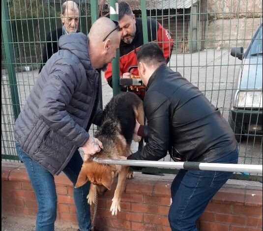 Demir çitlere sıkışan köpeği itfaiye kurtardı