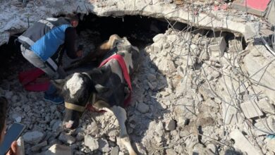 17. Gündür Enkaz Altında Kalan İneği Gölcük Belediyesi Ekipleri Kurtardı