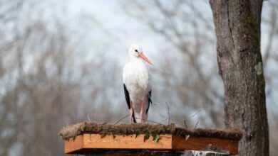 Ormanya’dan engelli leylekler için özel proje