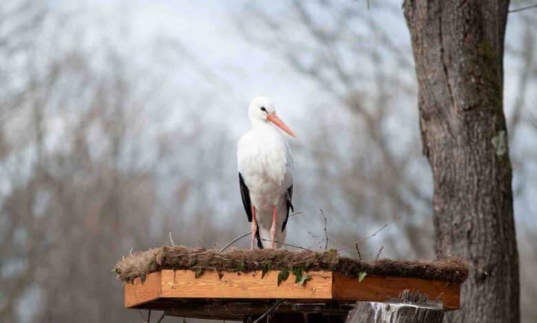 Ormanya’dan engelli leylekler için özel proje