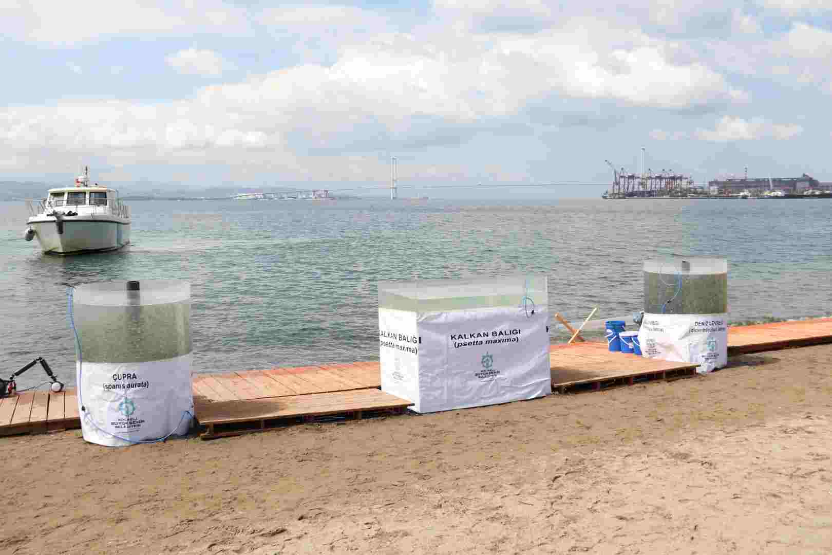 Tavşancıl sahilinden 6 bin yavru balık İzmit Körfezine salındı