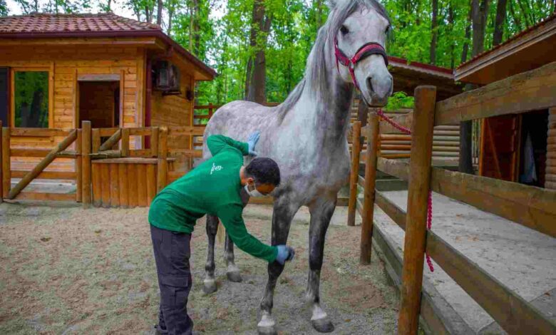 Ormanya bayrama hazır