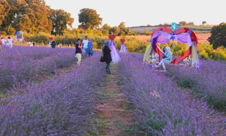 İzmitliler büyüleyici atmosferiyle Lavanta Şenliklerinde buluştu
