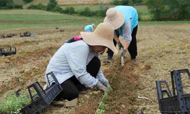 Tıbbi Aromatik Bitki Yetiştiriciliğinde yeni ürün; kekik