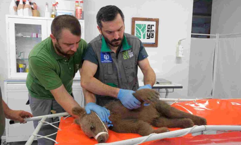 Yaralı boz ayı Ormanya’da yaşama tutundu