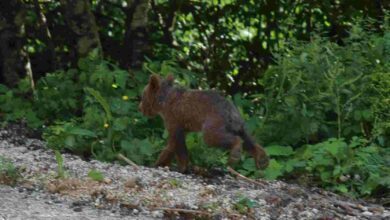 Yavru boz ayı Tuti doğaya salındı