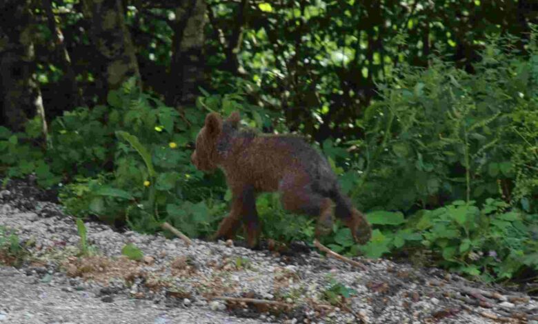 Yavru boz ayı Tuti doğaya salındı