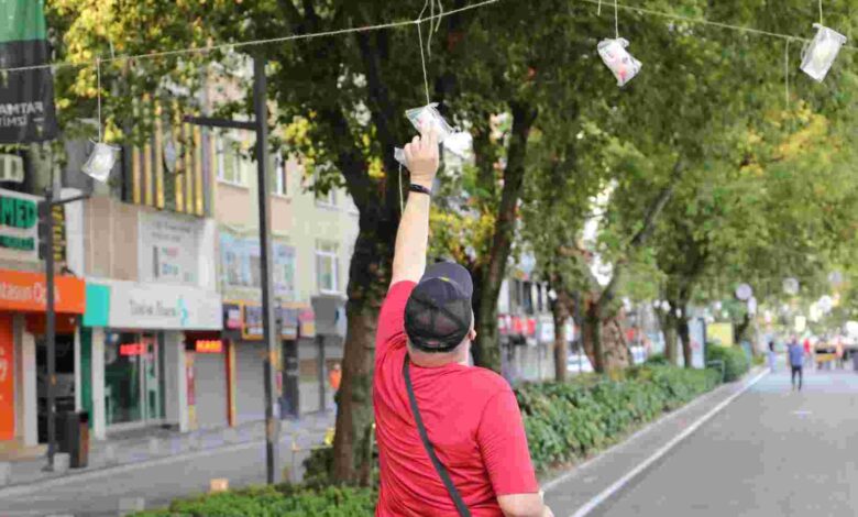 İzmit’te ağaçlar pişmaniye açtı