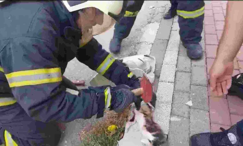 Lavaboya sıkışan yavru kedi kurtarıldı