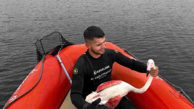 Kocaeli İtfaiyesi yaralı Flamingoyu kurtardı