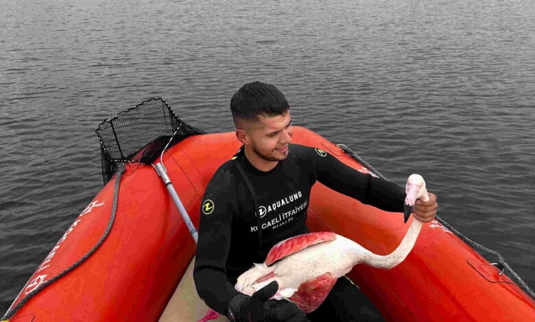 Kocaeli İtfaiyesi yaralı Flamingoyu kurtardı