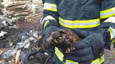 Yangından kurtarıldı doğaya salındı