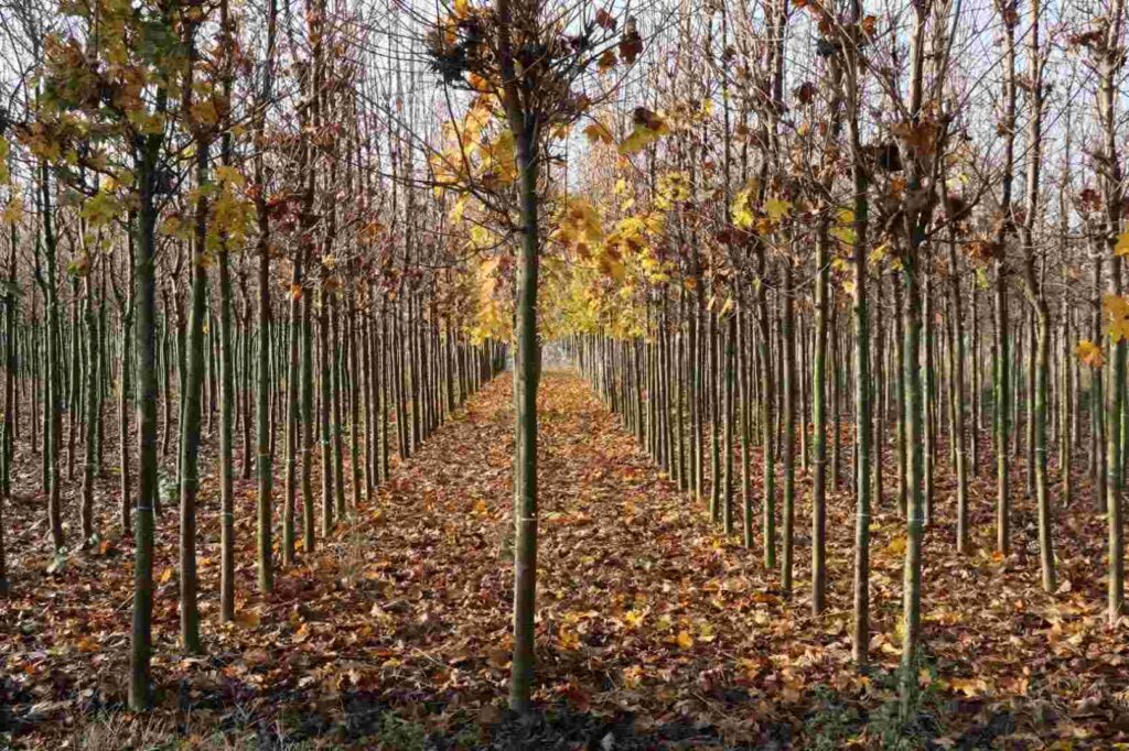 On binlerce fidan kente nefes oluyor