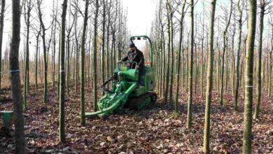 On binlerce fidan kente nefes oluyor