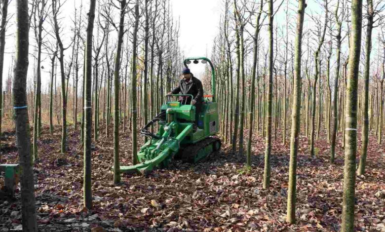 On binlerce fidan kente nefes oluyor
