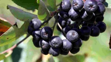 Soğuk algınlığına karşı aronya mucizesi