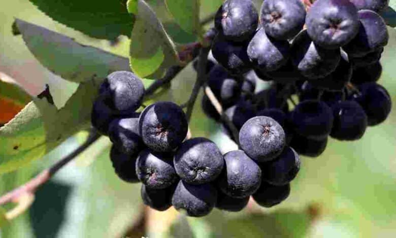 Soğuk algınlığına karşı aronya mucizesi