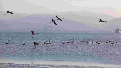 İzmit Körfezi’nde yüzlerce flamingo kanat çırpıyor