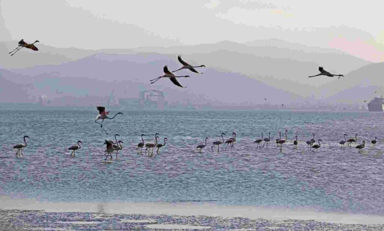 İzmit Körfezi’nde yüzlerce flamingo kanat çırpıyor