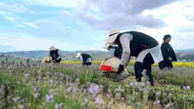 Kocaeli’de mor tarlalarda lavanta hasadı başladı