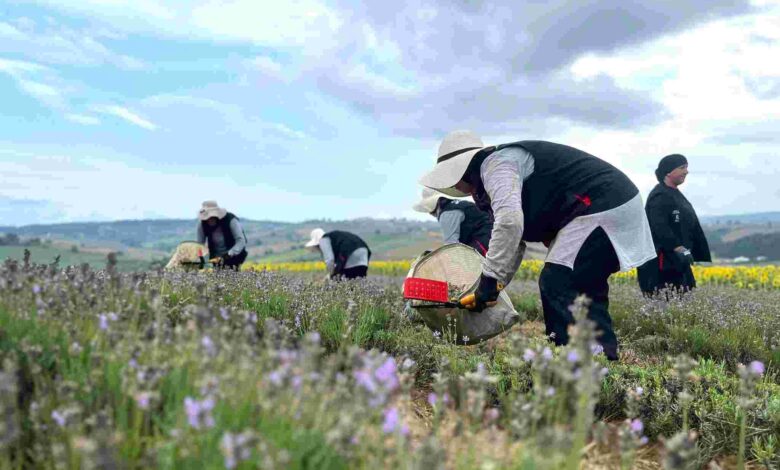 Kocaeli’de mor tarlalarda lavanta hasadı başladı