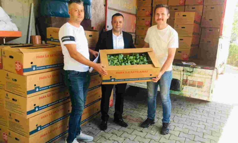 480 bin lahana fidesini vatandaşlara dağıttı