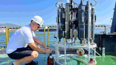 İzmit Körfezi’nde deniz ekosistemi hayat buluyor
