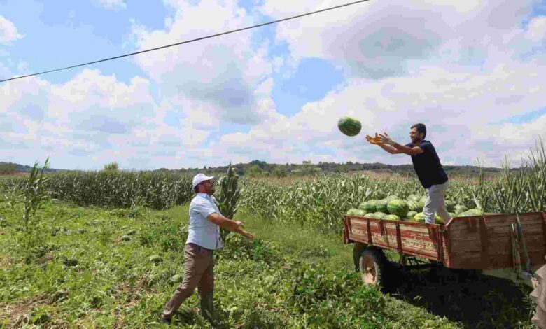 Kandıra karpuzu