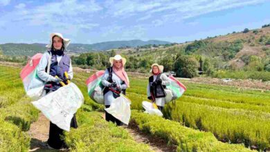 Kocaeli’de biberiye hasadı başladı