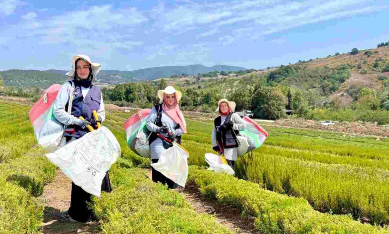 Kocaeli’de biberiye hasadı başladı