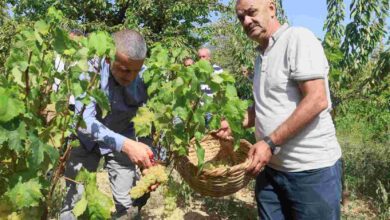 Lezzetiyle meşhur üzümlerin hasadına başlandı