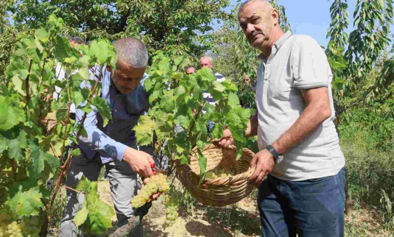 Lezzetiyle meşhur üzümlerin hasadına başlandı
