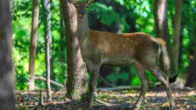 Ormanya’da üretilen Kızıl Geyikler doğaya salınacak