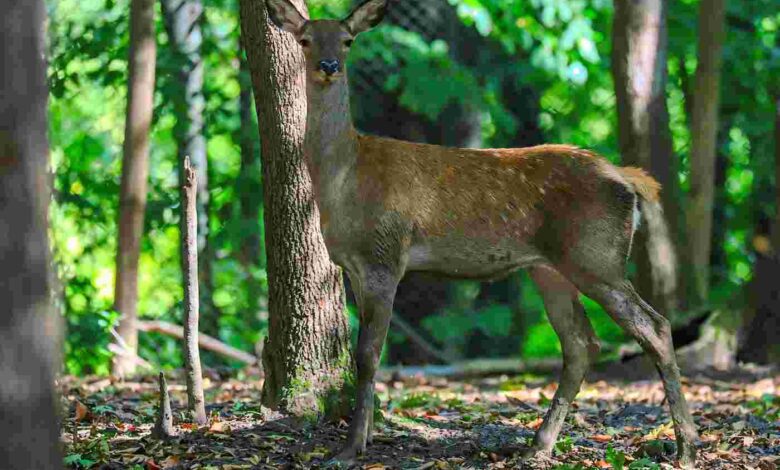 Ormanya’da üretilen Kızıl Geyikler doğaya salınacak