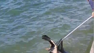 Yaralı leyleği İtfaiye ekipleri kurtardı