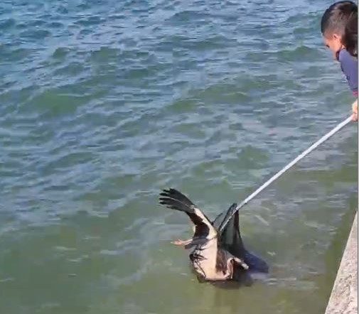 Yaralı leyleği İtfaiye ekipleri kurtardı