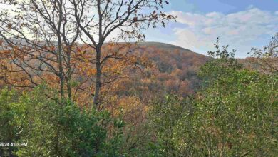 Çöp Tesisi İçin 50.000 Ağaç Kesilecek