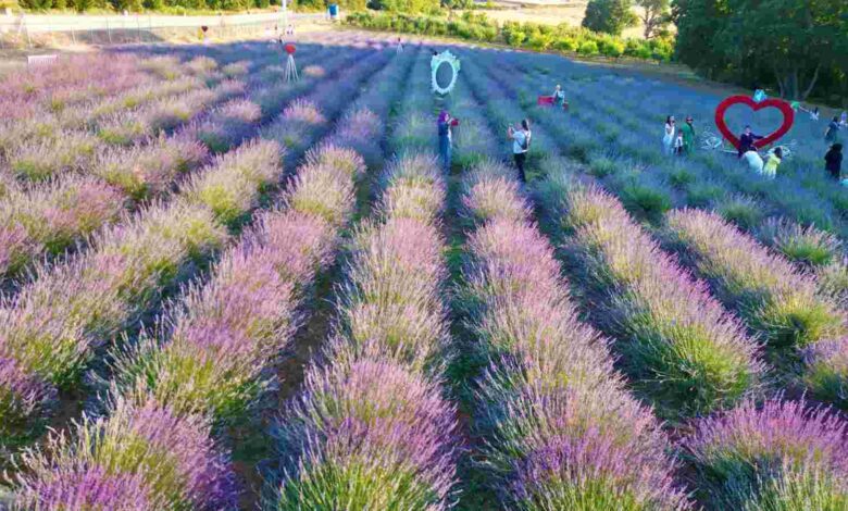 Durhasan’da mor şölen