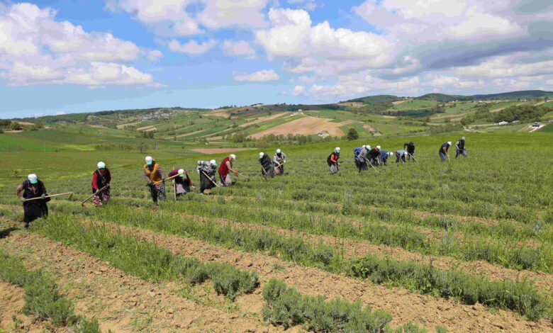 Tıbbi ve aromatik bitkilerin bahar temizliği yapılıyor
