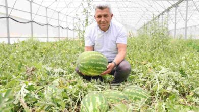 Kandıra Karpuzu’nda Hasat Şöleni Başladı!