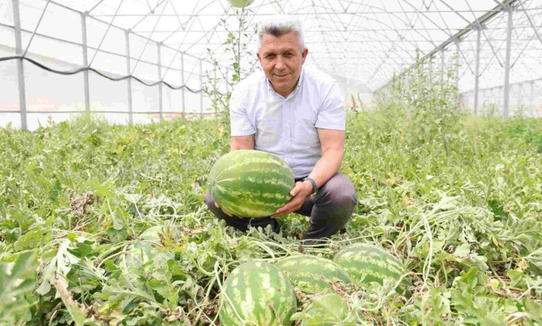 Kandıra Karpuzu’nda Hasat Şöleni Başladı!