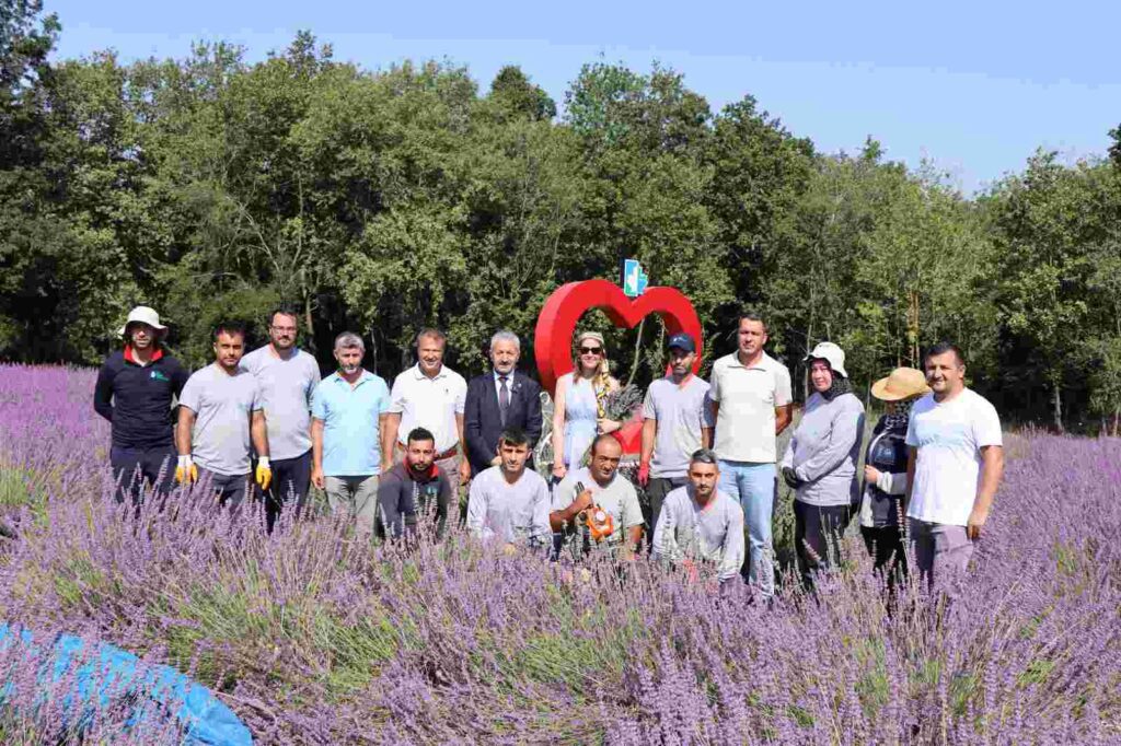 Tarlada lavanta, şişede kolonya, yürekte emek