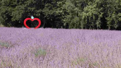 Tarlada lavanta, şişede kolonya, yürekte emek