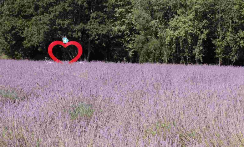 Tarlada lavanta, şişede kolonya, yürekte emek