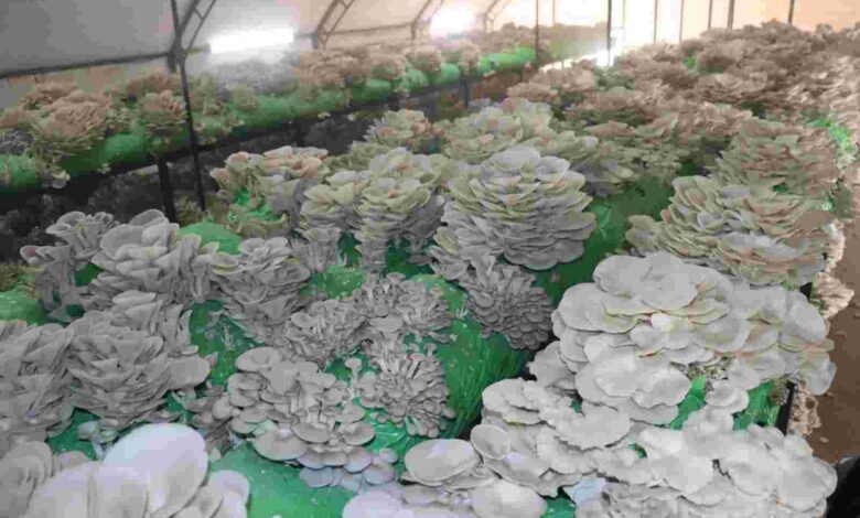 2,5 tonluk istiridye mantarı hasadı