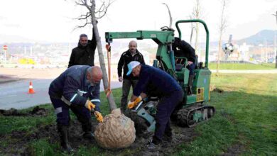 Ağaçlar yeni yerlerinde hayat bulacak